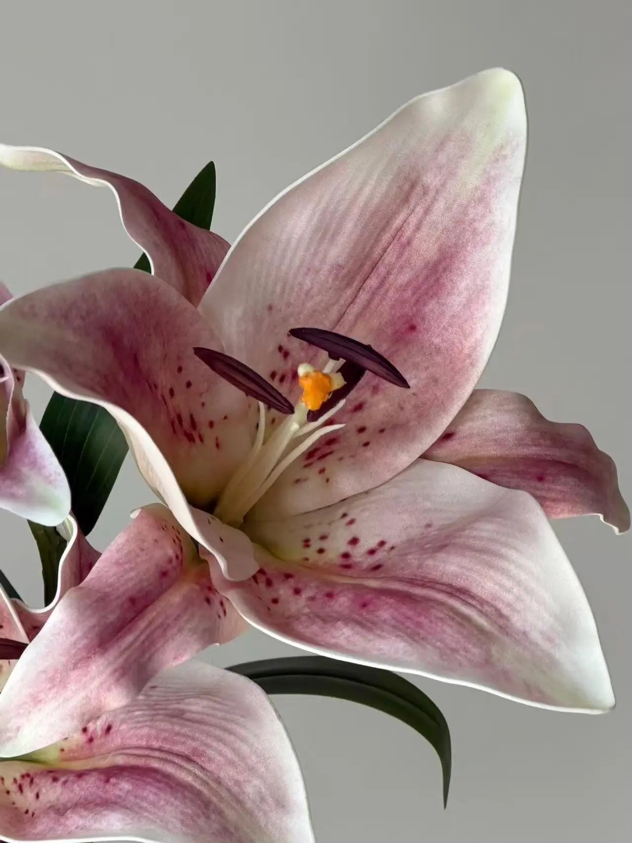 Real Touch Moisturizing Lily Celesta Atelier