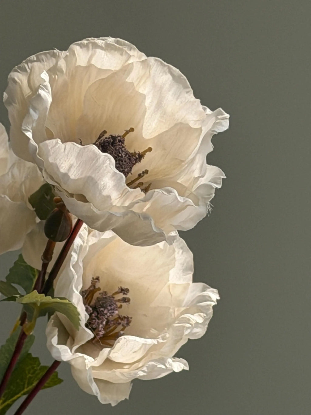 Faux Matilija Poppy Celesta Atelier