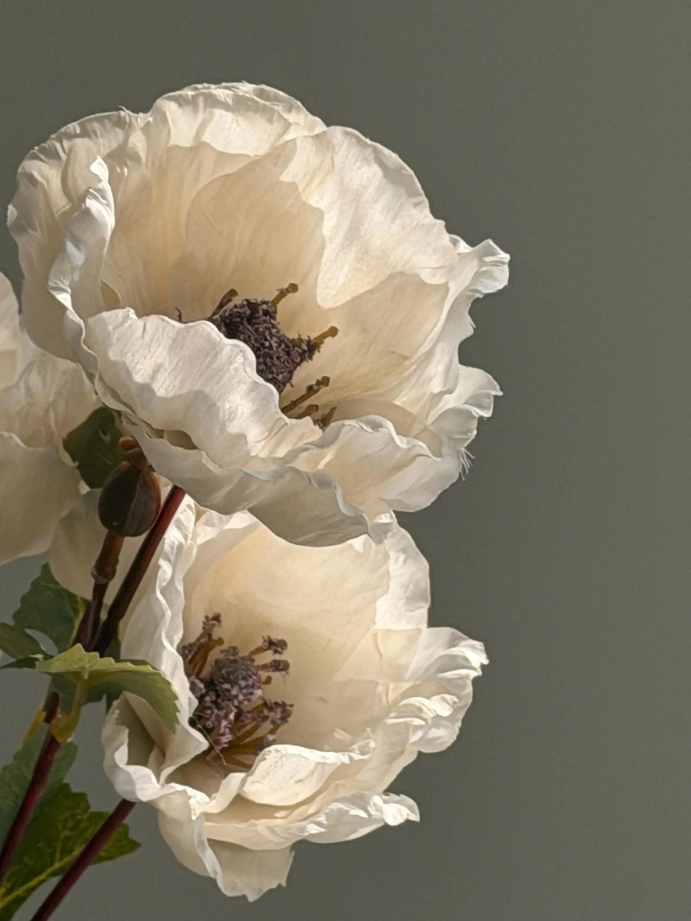 Faux Matilija Poppy Celesta Atelier