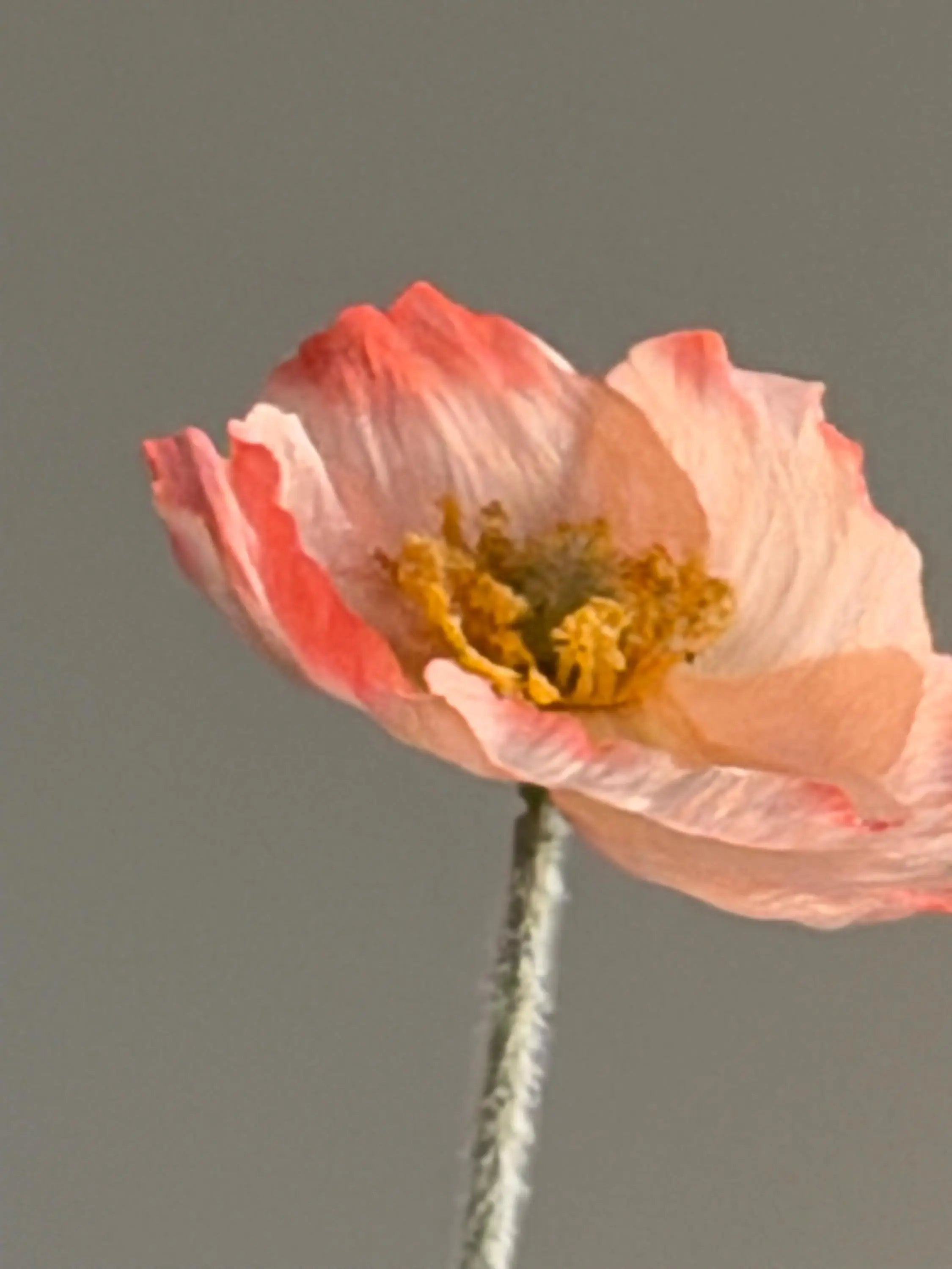 Artificial Iceland Poppy Celesta Atelier