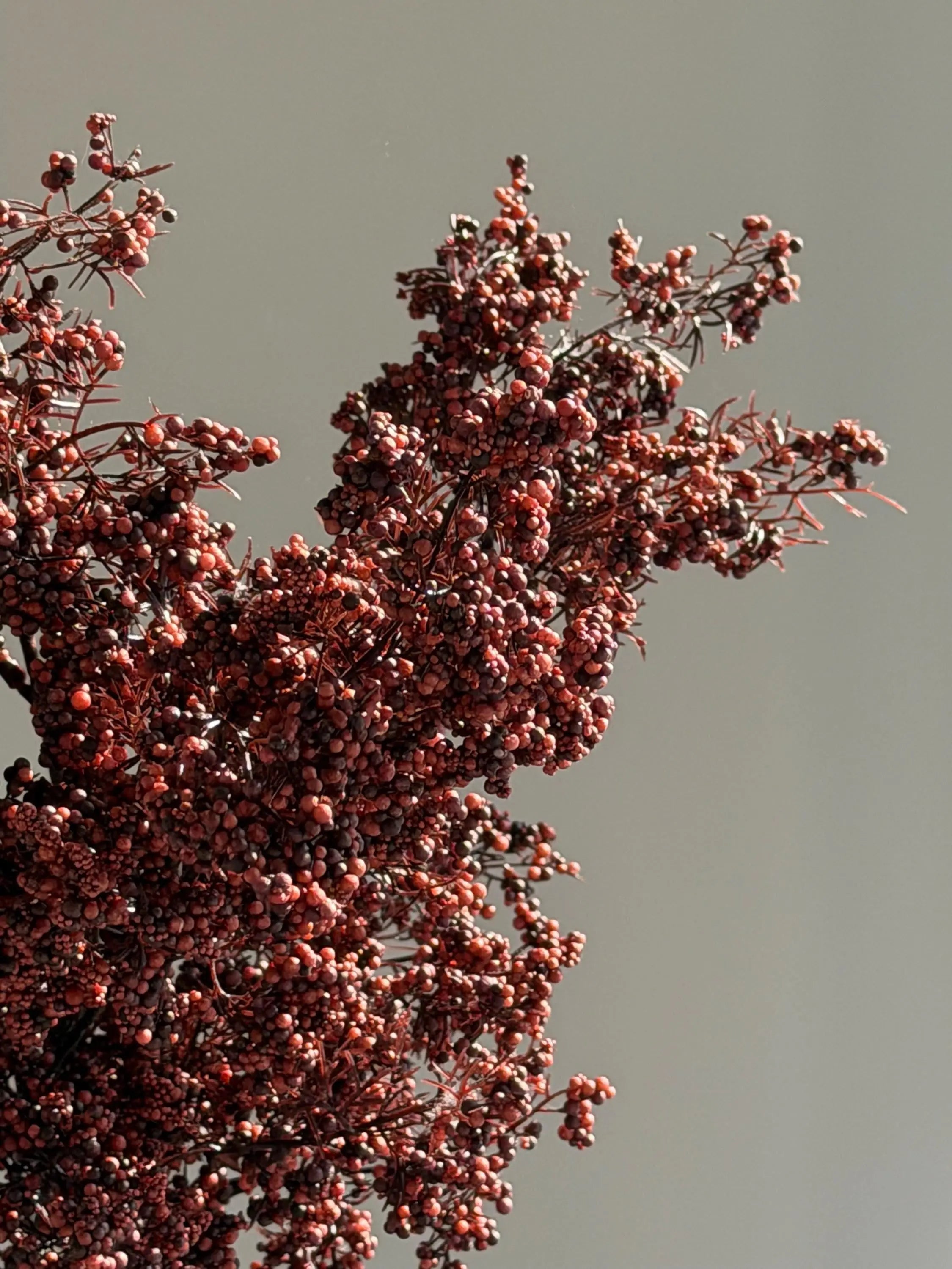 Long Stems Berries, Dusty Plum Berry Stems Celesta Atelier